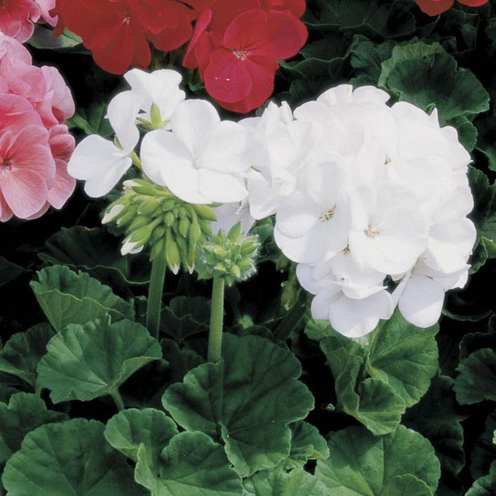 Pelargonium ( Geranium)