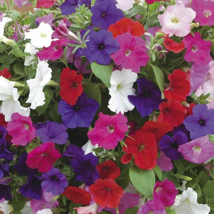 Petunia N C Dwarf Mix