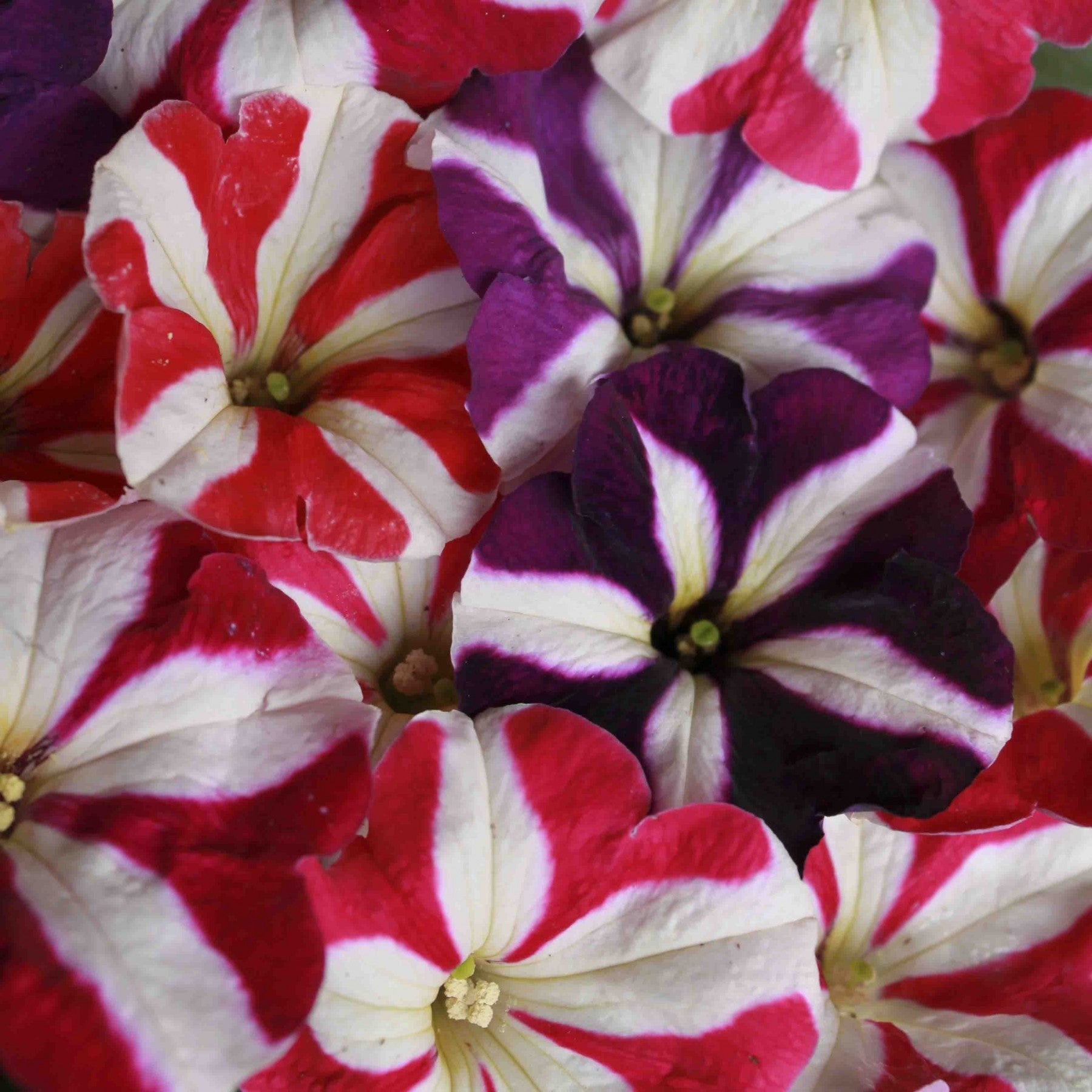 Petunia N C Stars Mix - SK Organic Farms