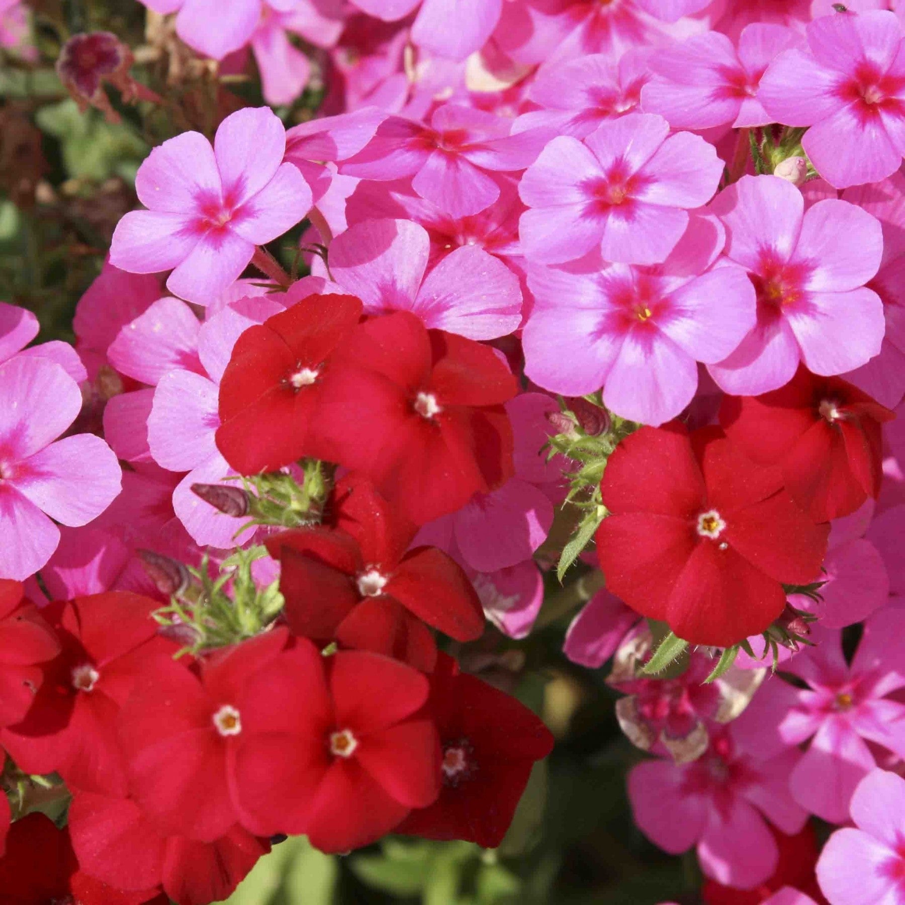 Phlox Beauty Mix - SK Organic Farms