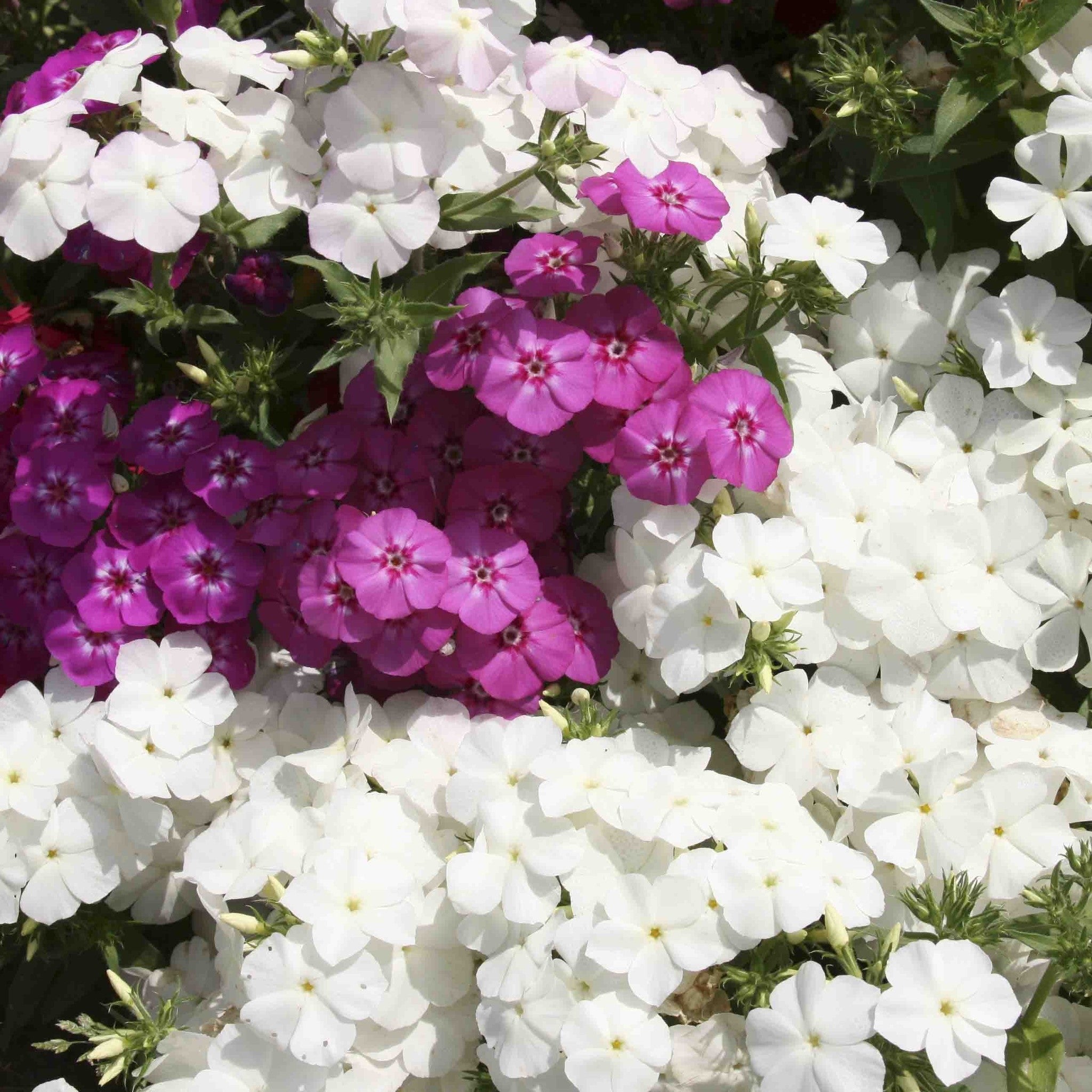 Phlox Beauty Mix - SK Organic Farms