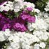 Phlox Beauty Mix - SK Organic Farms