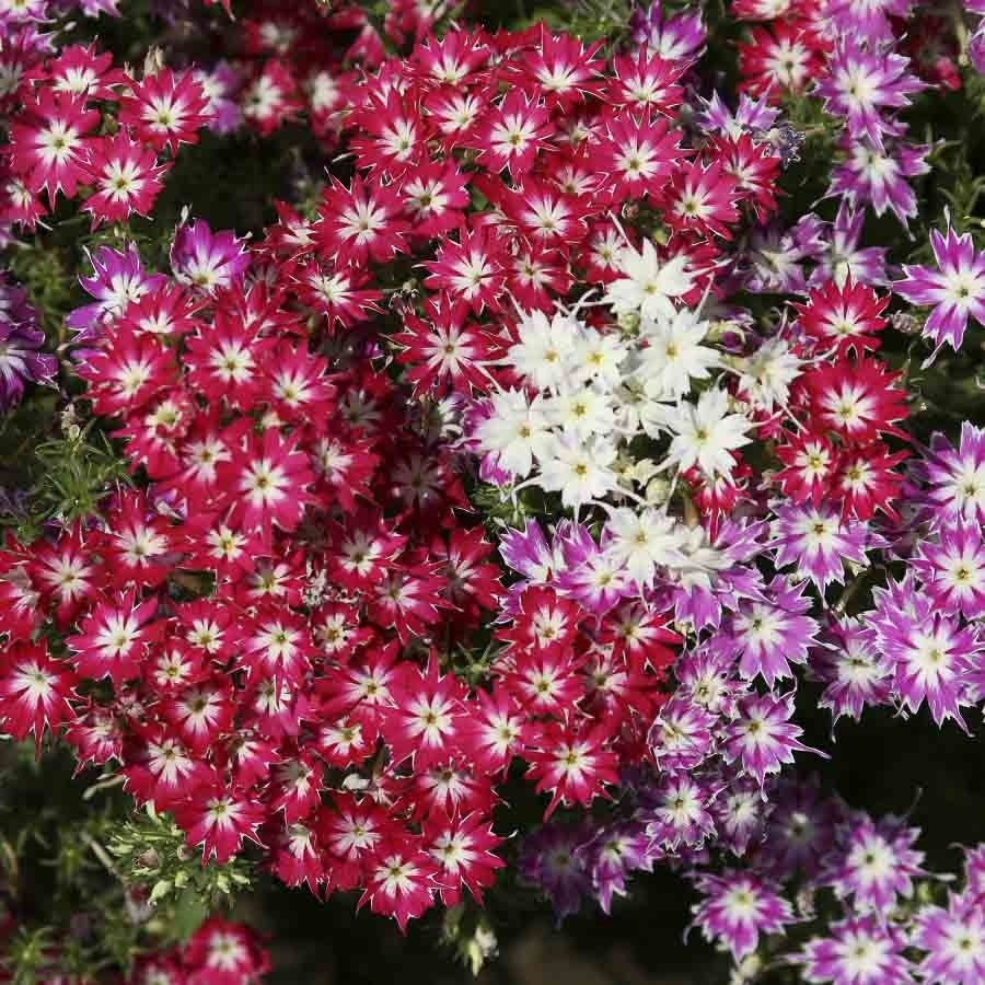 KGP- Phlox Twinkle Mix - SK Organic Farms