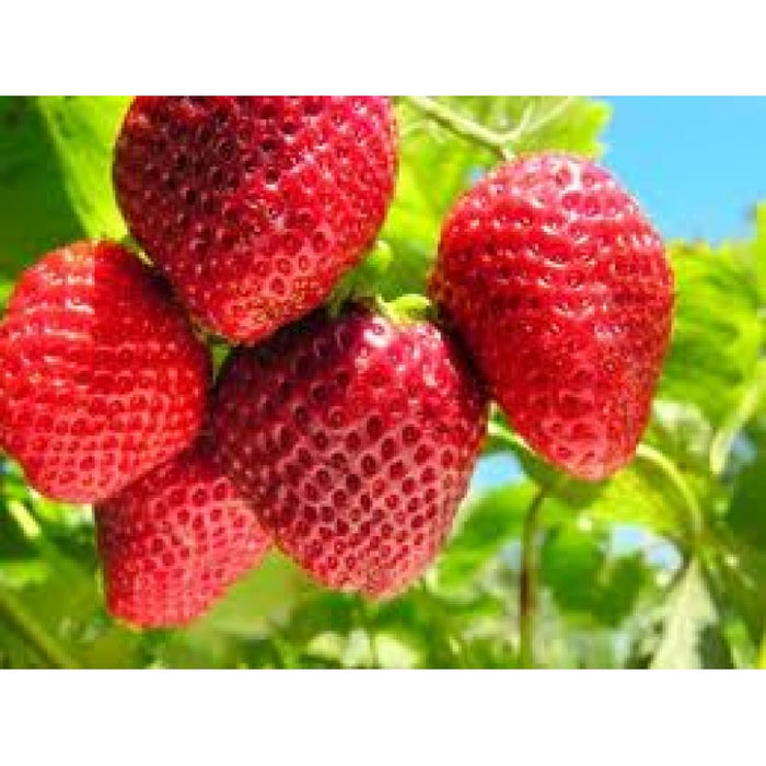 Alpine Strawberry