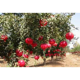Pomegranate (Madhulai) - SK Organic Farms