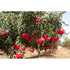 Pomegranate (Madhulai) - SK Organic Farms