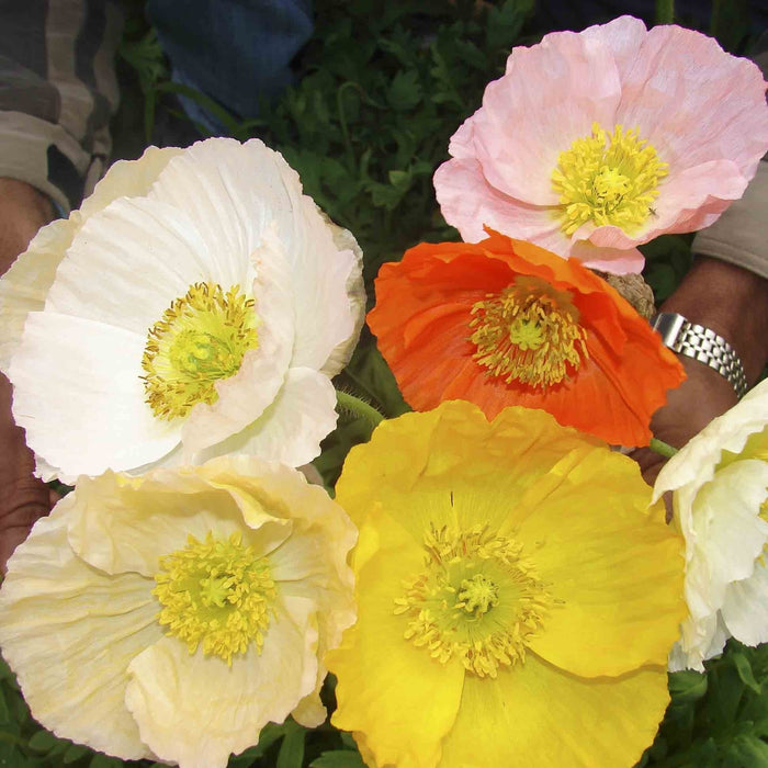KGP- Iceland Poppy Mix