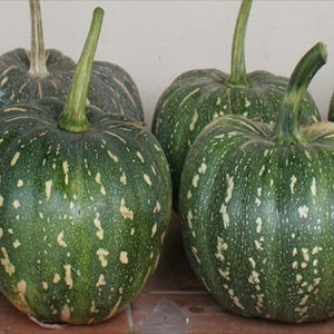 Pumpkin - Biocarve - SK Organic Farms