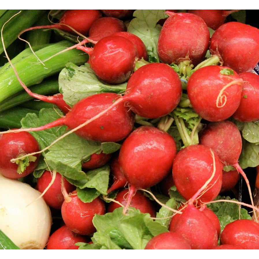 Radish Red Globe - SK Organic Farms
