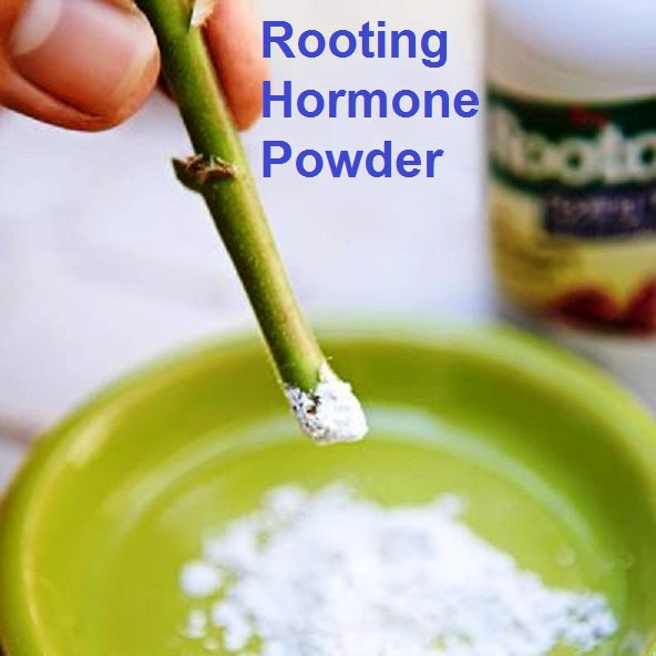 Rooting hormone powder