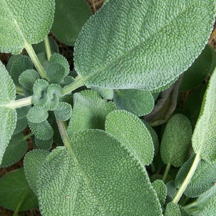 KGP- Sage Broad Leaved