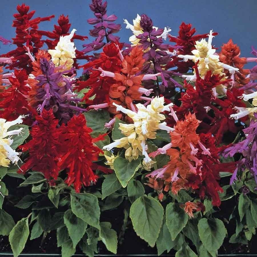 Salvia Splendens F1 Mix - SK Organic Farms