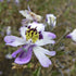 KGP- Schizanthus Angel Wings - SK Organic Farms