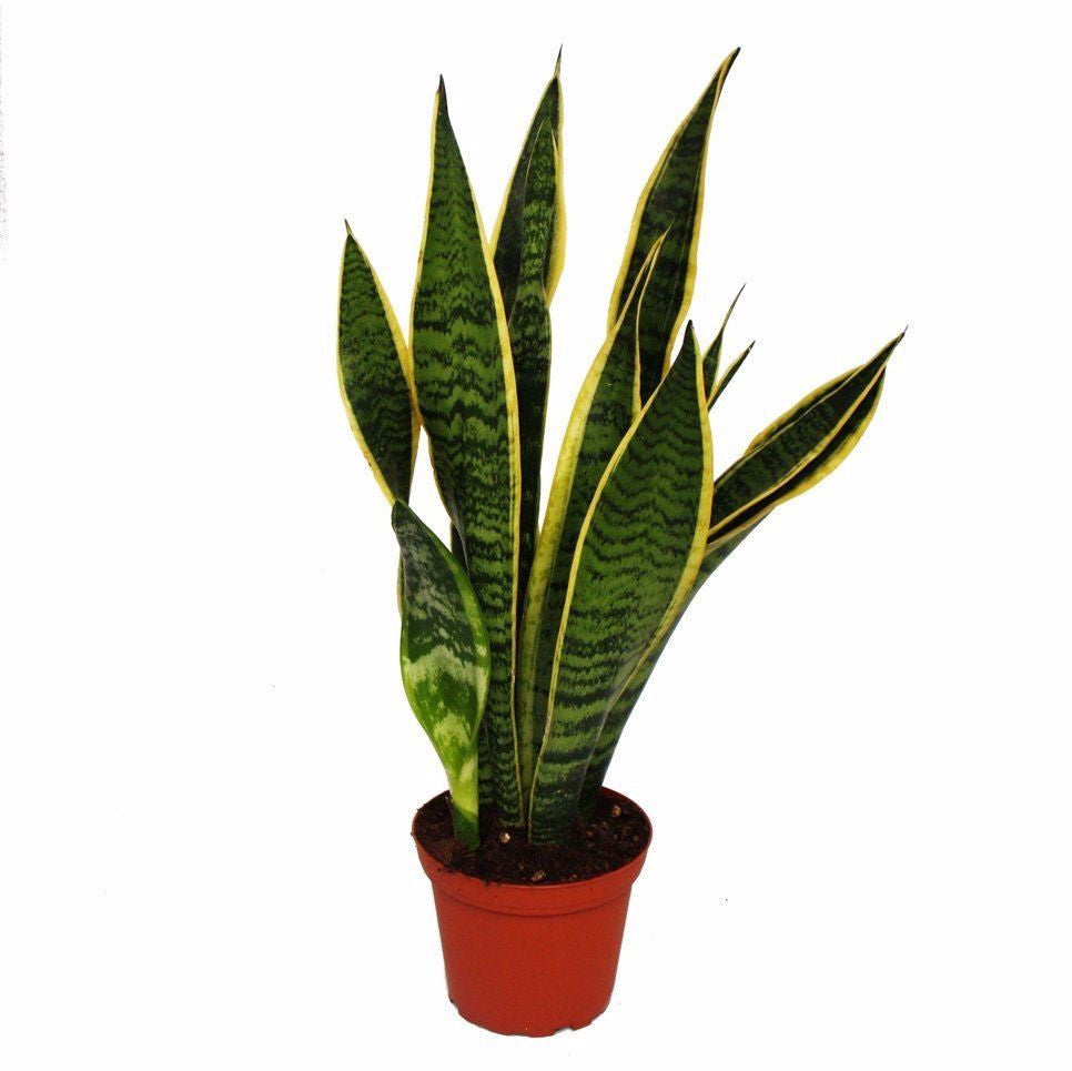 Live Snake Plant - Air Purifier Plant - Sansevieria Trifasciata - Indoor plant - SK Organic Farms