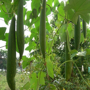 Sponge Gourd - SK Organic Farms