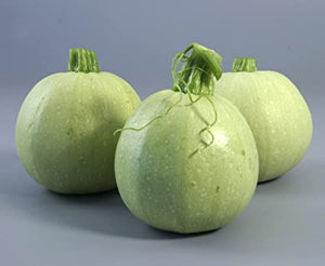 Squash Round Green  - Biocarve