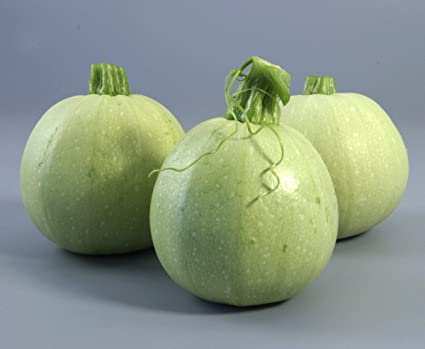 Squash Round Green  - Biocarve