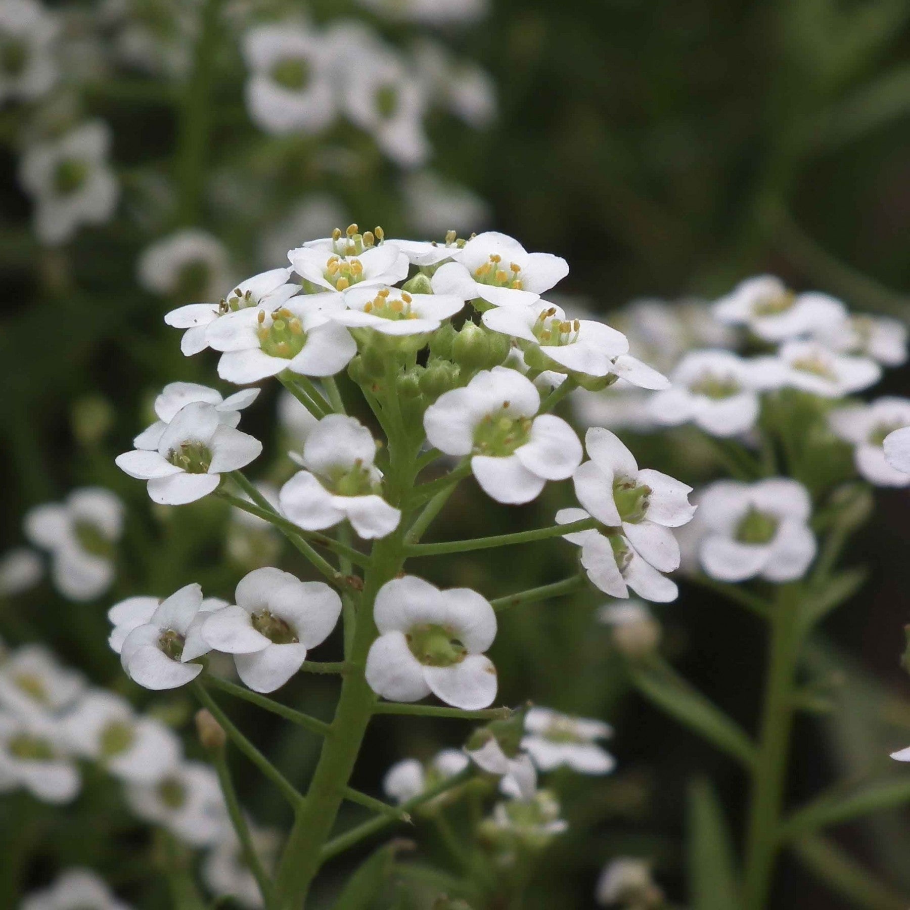KGP- Alyssum Sweet White - SK Organic Farms
