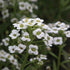 KGP- Alyssum Sweet White - SK Organic Farms