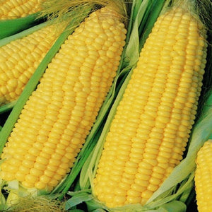 Sweet Corn - SK Organic Farms
