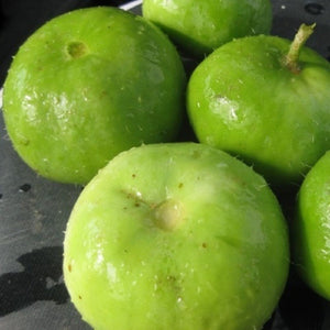 Tinda - SK Organic Farms
