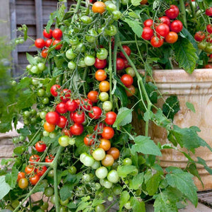 Tomato Cherry - SK Organic Farms