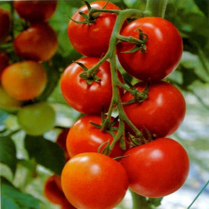 Tomato Round S - SK Organic Farms