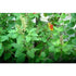 Tulasi Saplings - SK Organic Farms