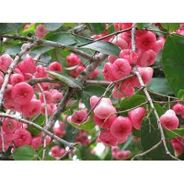 Water Apple - SK Organic Farms