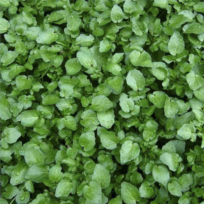 KGP- Water Cress ( flax seeds plant )