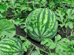 Watermelon - BioCarve
