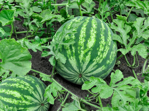 Water Melon