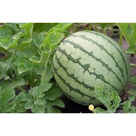 Water Melon - SK Organic Farms
