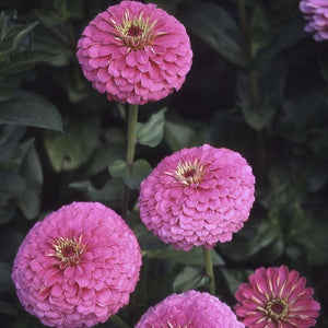 KGP- Zinnia Illumination Deep Rose - SK Organic Farms
