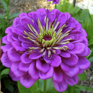 KGP- Zinnia Royal Purple - SK Organic Farms