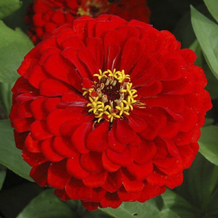 KGP- Zinnia Scarlet Flame