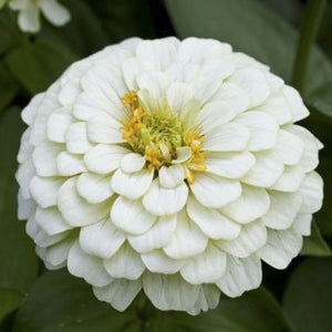 KGP- Zinnia Polar Bear White - SK Organic Farms