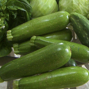 Zucchini - SK Organic Farms